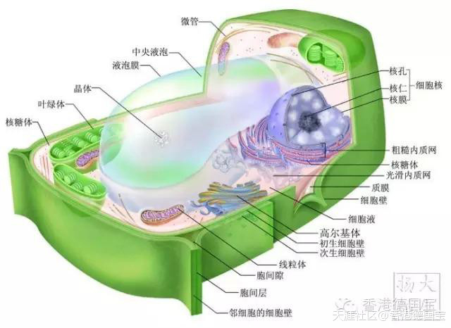 什么是破壁營養(yǎng)料理機(jī)以及破壁營養(yǎng)料理機(jī)的特點(diǎn)